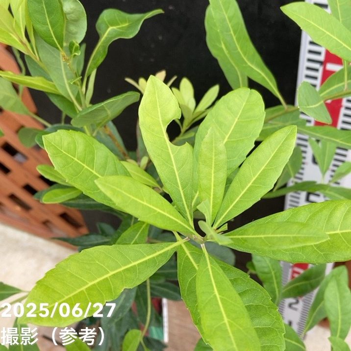 ヤマモモ　10キログラム　28日15時摘み hanahirobaonline_yamamomo-