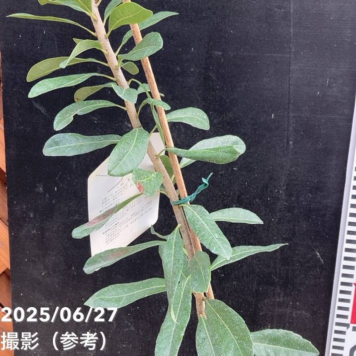 ヤマモモ 4号 瑞光｜果樹04-PA | 果樹,[珍しい果樹] | 赤塚植物園