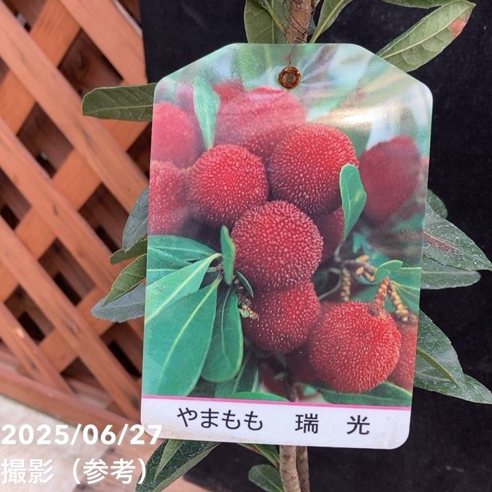 ヤマモモ 4号 瑞光｜果樹04-PA | 果樹,[珍しい果樹] | 赤塚植物園