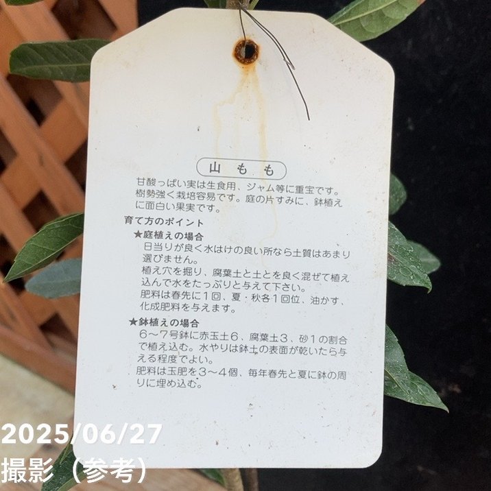 ヤマモモ 4号 瑞光｜果樹04-PA | 果樹,[珍しい果樹] | 赤塚植物園