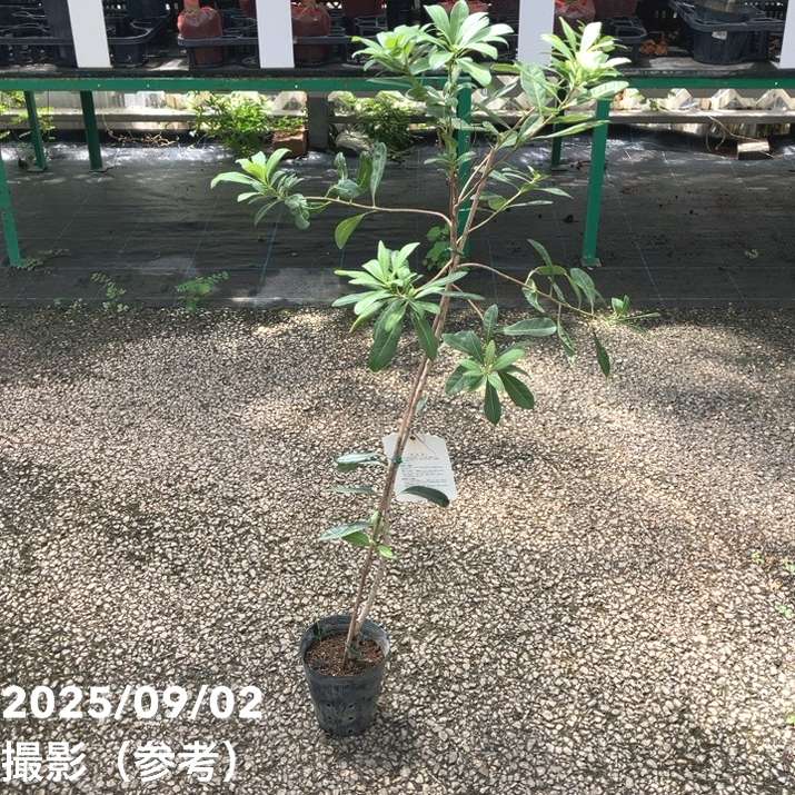 ヤマモモ 4号 瑞光｜果樹04-PA | 果樹,[珍しい果樹] | 赤塚植物園