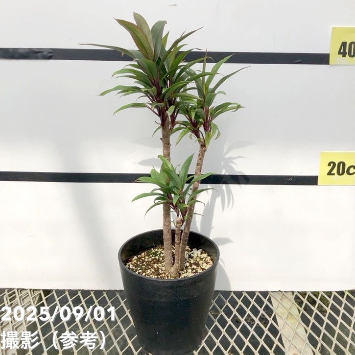 コルジリネ フルティコーサ パープル コンパクタ 5号|花木01-D1