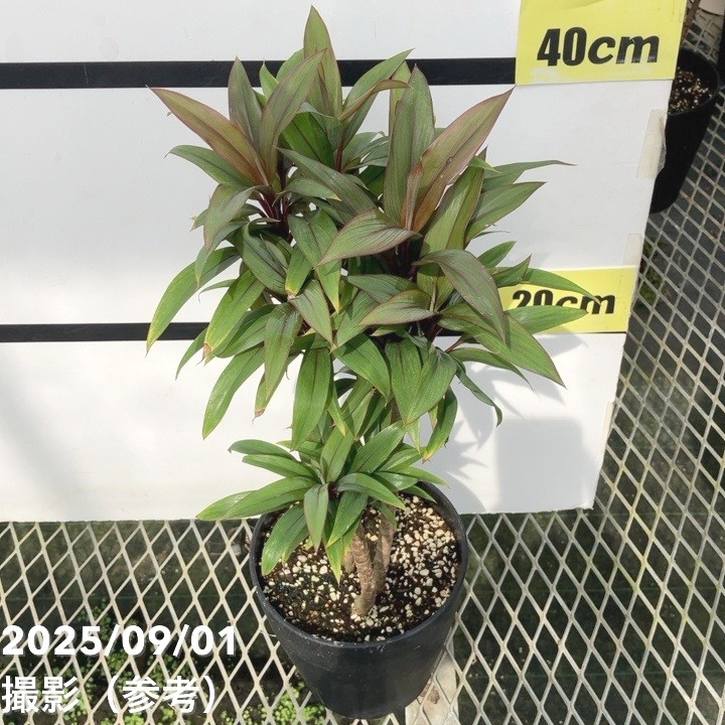 コルジリネ フルティコーサ パープル コンパクタ 5号|花木01-D1