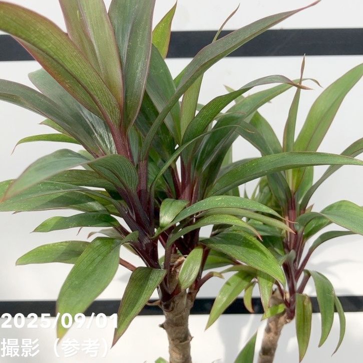 コルジリネ フルティコーサ パープル コンパクタ 5号|花木01-D1