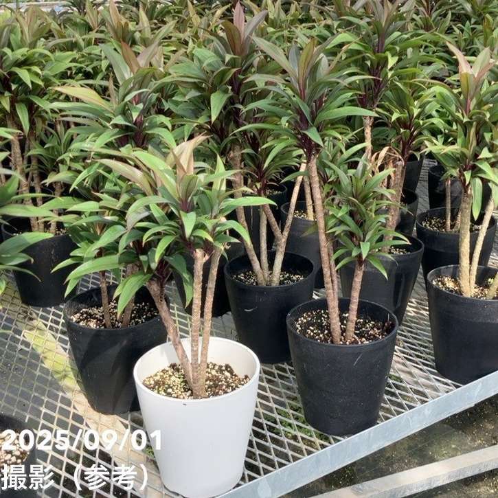 コルジリネ フルティコーサ パープル コンパクタ 5号|花木01-D1