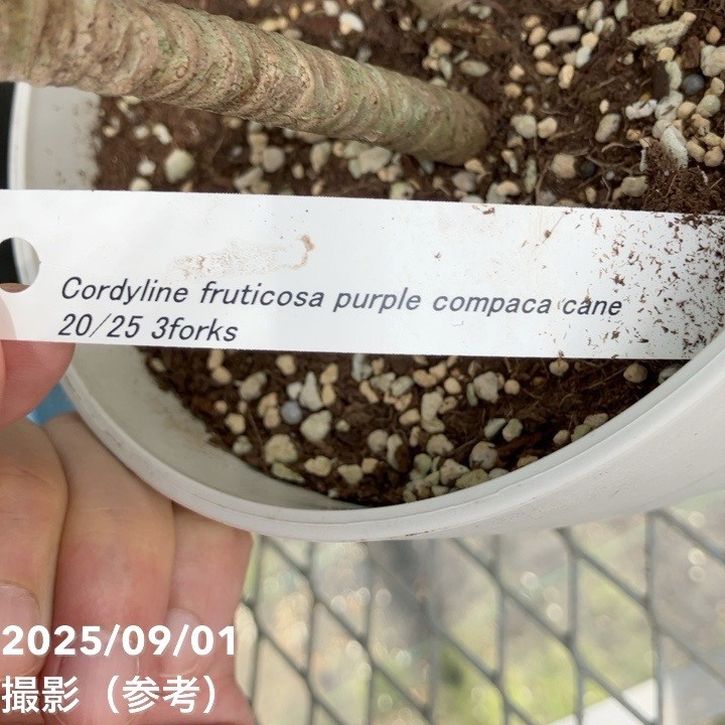 コルジリネ フルティコーサ パープル コンパクタ 5号|花木01-D1