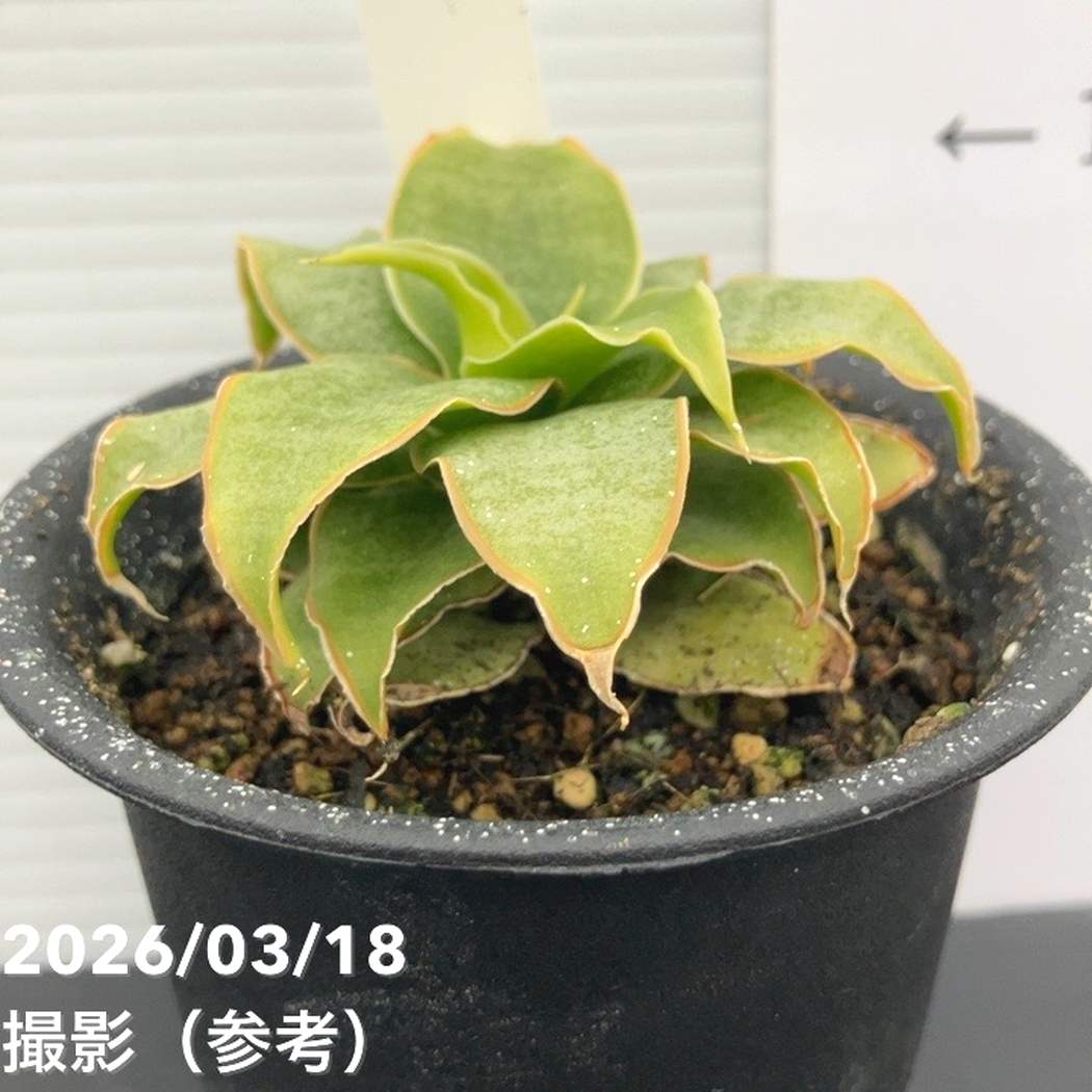 【激レア！現品お届け】サンスベリア 3号 Yellow Rose イエローローズ プラ鉢仕様（S207）｜観葉02-D2