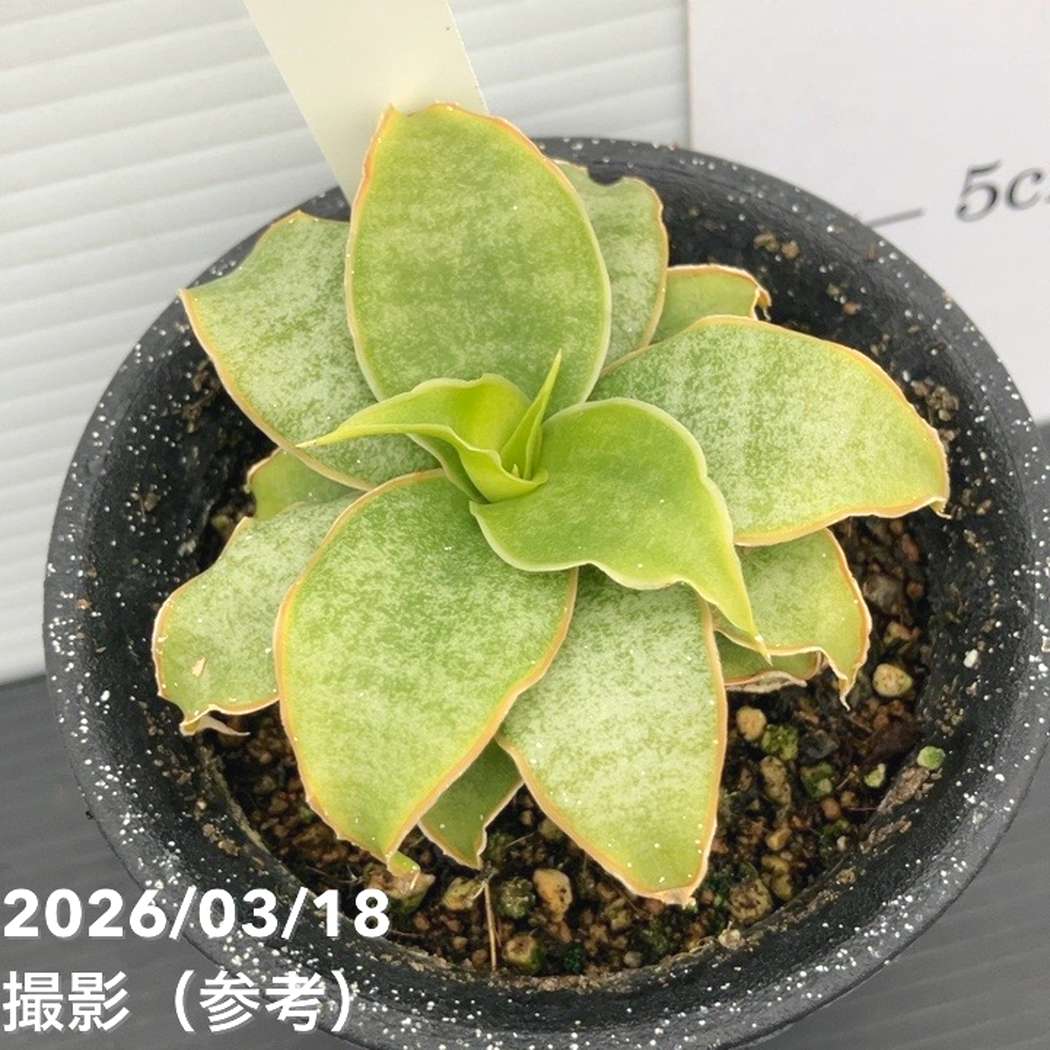 【激レア！現品お届け】サンスベリア 3号 Yellow Rose イエローローズ プラ鉢仕様（S207）｜観葉02-D2