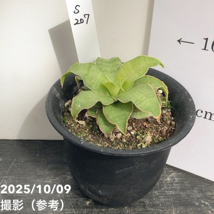 【激レア！現品お届け】サンスベリア 3号 Yellow Rose イエローローズ プラ鉢仕様（S207）｜観葉02-D2