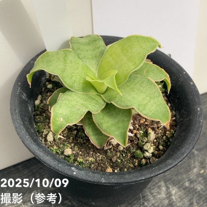 【激レア！現品お届け】サンスベリア 3号 Yellow Rose イエローローズ プラ鉢仕様（S207）｜観葉02-D2