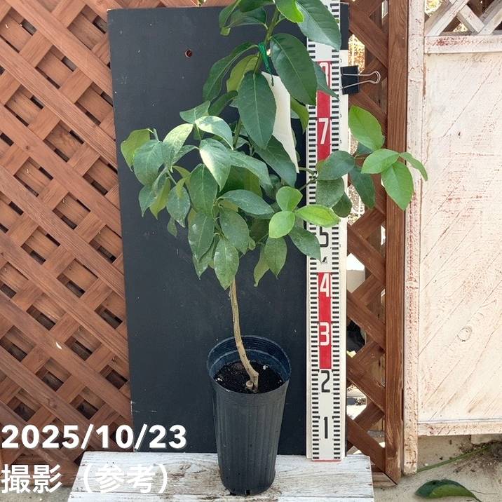 レモン トゲなしレモン 選抜リスボン 5号ロングポット 2年生苗｜果樹04