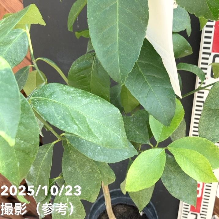 棘なしレモン リスボン 約150cm【果樹苗/柑橘/ガーデニング/苗/苗木