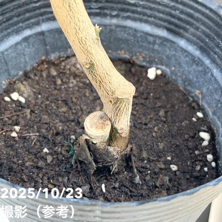 レモン トゲなしレモン 選抜リスボン 5号ロングポット 2年生苗｜果樹04