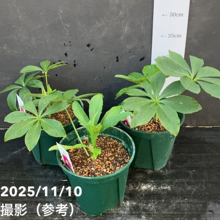クリスマスローズ 伊勢みやび 5号 ほおずき｜山野01-D1 | 草花