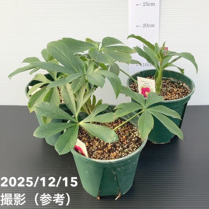 クリスマスローズ 伊勢みやび 5号 ほおずき｜山野01-D1 | 草花
