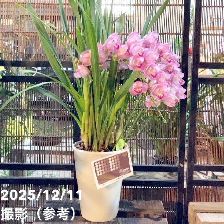 ☆シンビジューム☆☆アーチ型7号鉢☆2 〜5F☆ シンビジューム アーチ 7号陶器鉢 3本立 福助 フクスケ｜s200｜洋蘭04