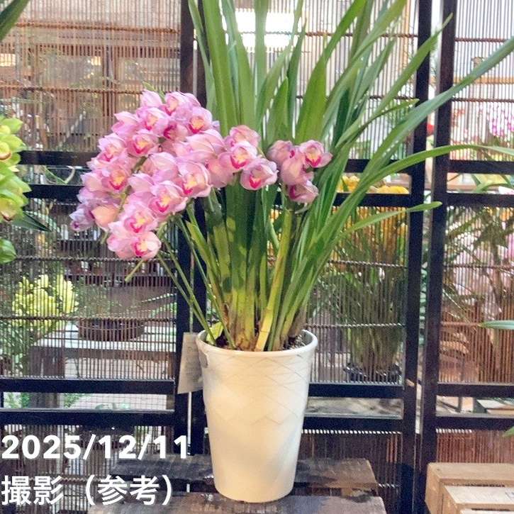 シンビジューム アーチ 7号陶器鉢 3本立 福助 フクスケ｜s200｜洋蘭04