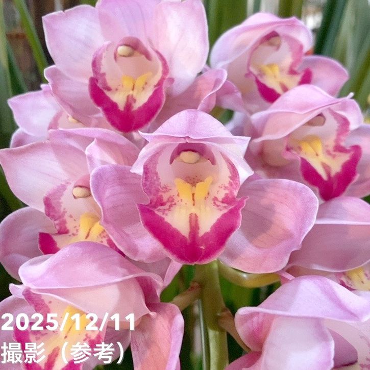 シンビジューム アーチ 7号陶器鉢 3本立 福助 フクスケ｜s200｜洋蘭04