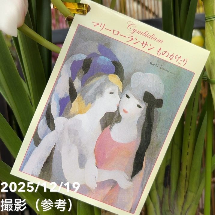 シンビジューム 8号 陶器鉢 3本立 マリーローランサン｜s200｜洋蘭04