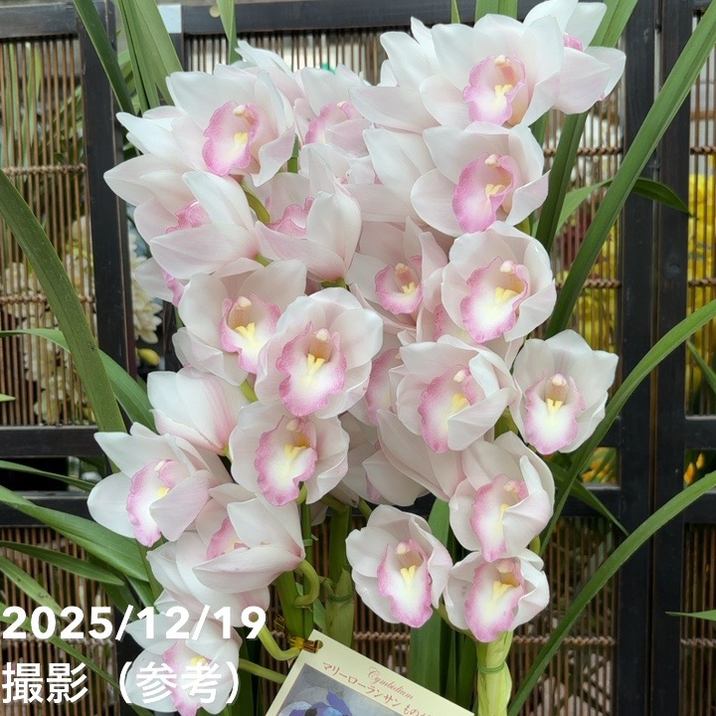 シンビジューム 8号 陶器鉢 3本立 マリーローランサン｜s200｜洋蘭04