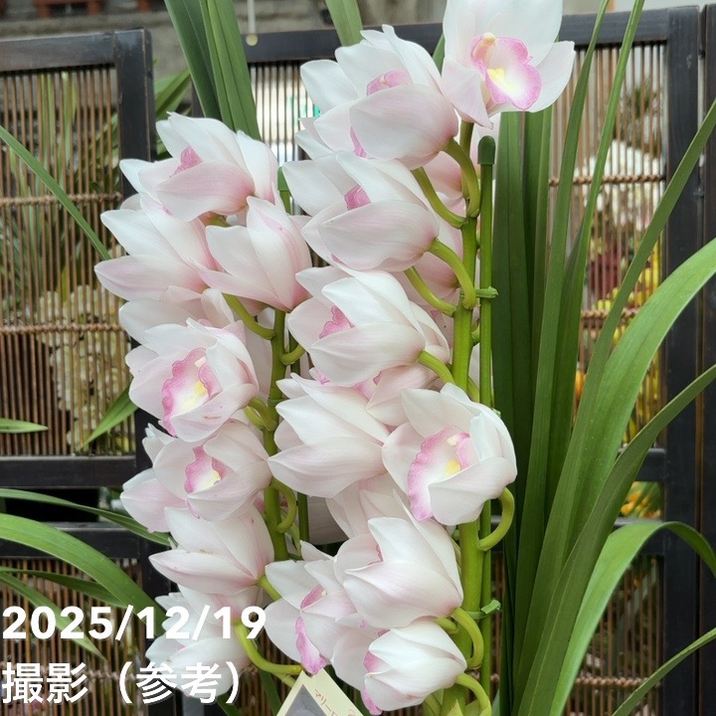 ☆シンビジューム☆マリー・ローランサン☆ストレート型☆8号鉢☆3F☆入手困難☆ シンビジューム 『マリーローランサン』 3F 商品詳細 胡蝶蘭【グリーン