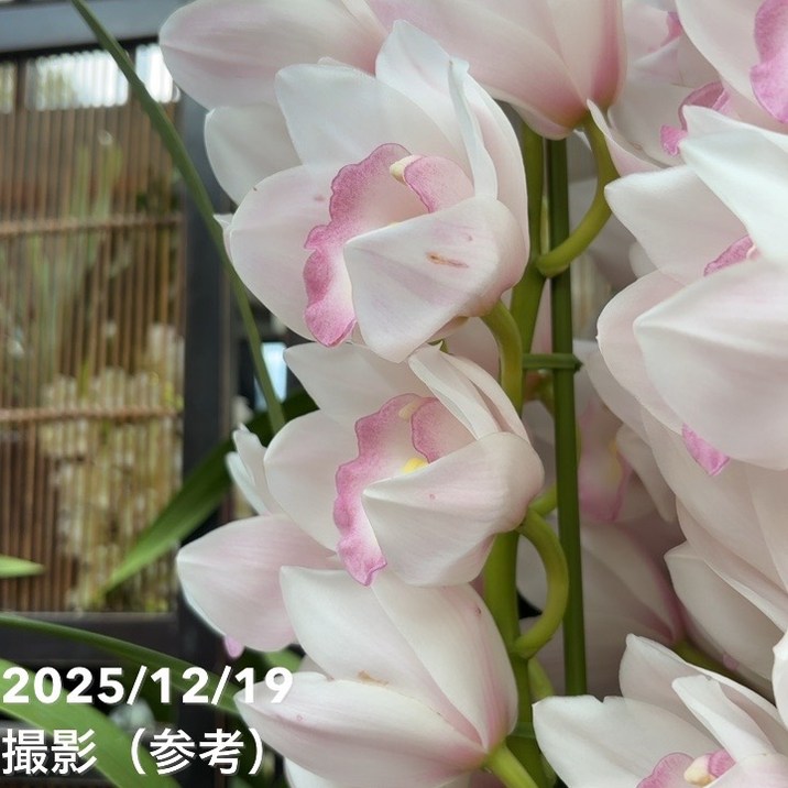 シンビジューム 8号 陶器鉢 3本立 マリーローランサン｜s200｜洋蘭04