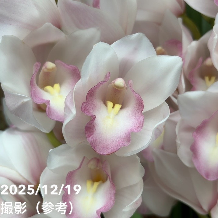 シンビジューム 8号 陶器鉢 3本立 マリーローランサン｜s200｜洋蘭04