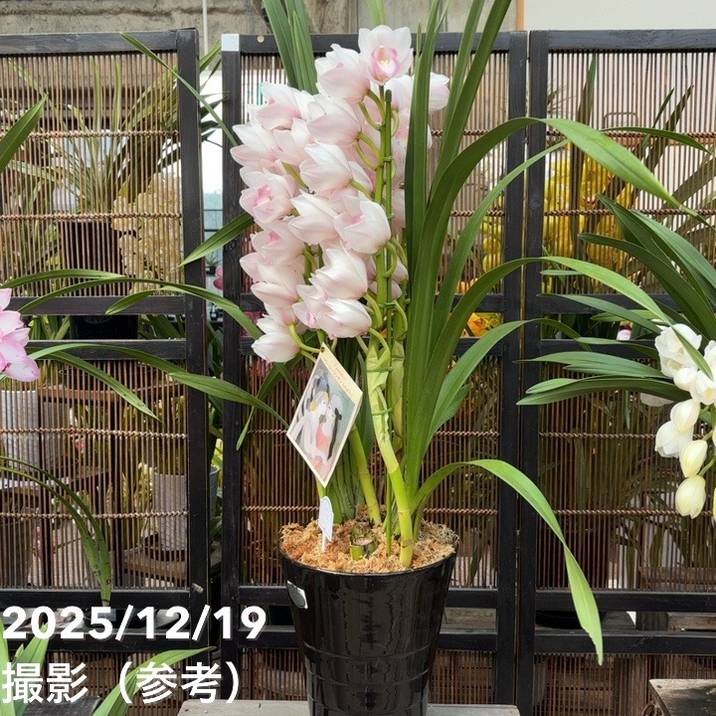 シンビジューム 8号 陶器鉢 3本立 マリーローランサン｜s200｜洋蘭04