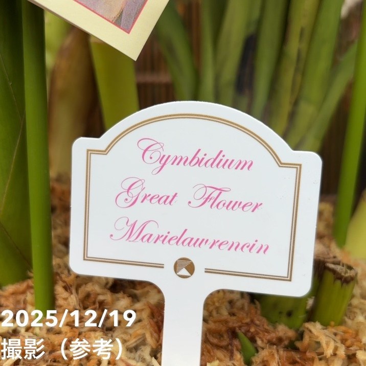 シンビジューム 8号 陶器鉢 3本立 マリーローランサン｜s200｜洋蘭04