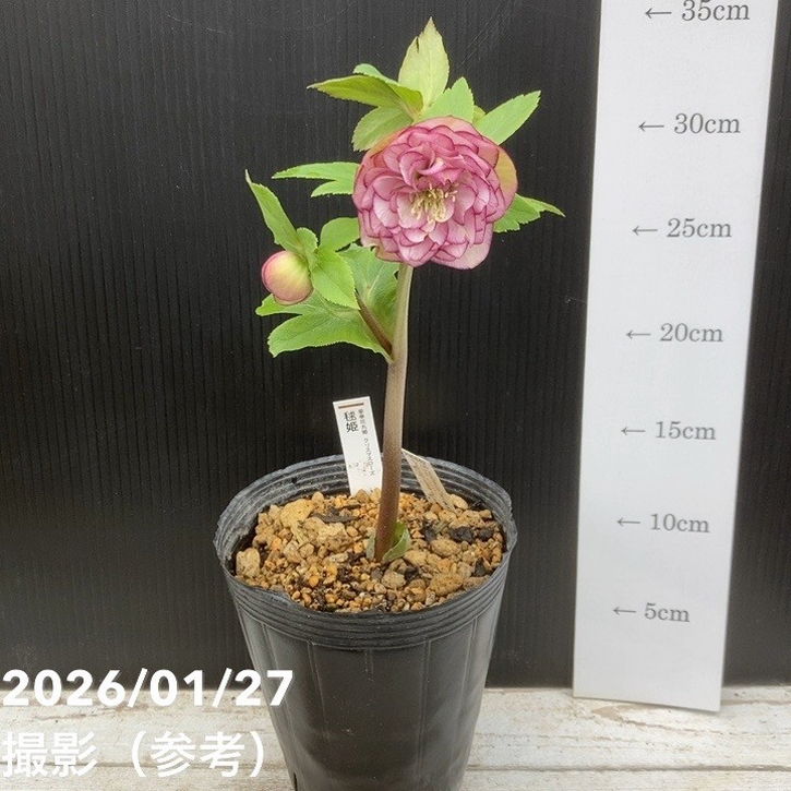 クリスマスローズ　認定毬姫　加藤農園 一点物】加藤農園 愛幸花丸姫 クリスマスローズ 毬姫 4.5号（KT62