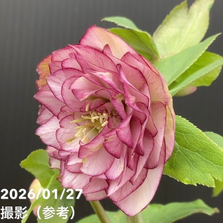 一点物】加藤農園 愛幸花丸姫 クリスマスローズ 毬姫 4.5号（KT62