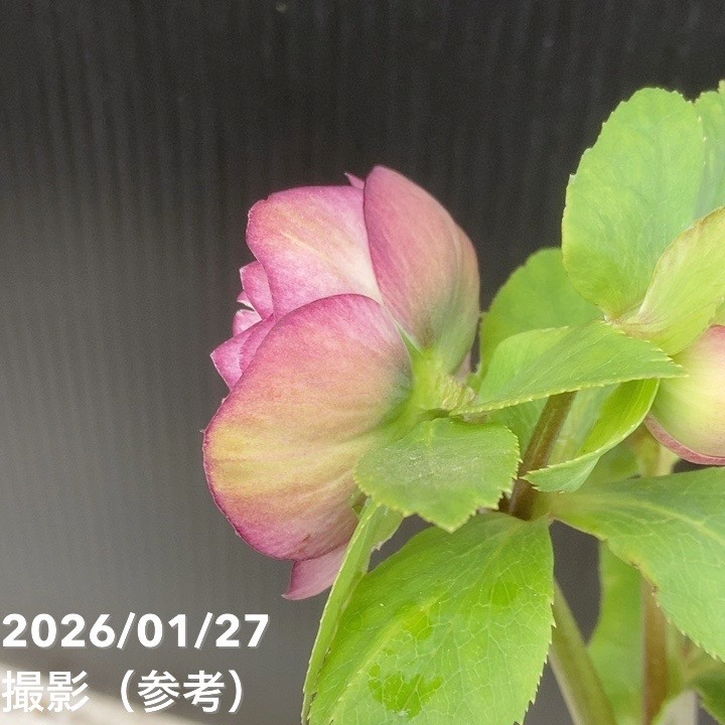 一点物】加藤農園 愛幸花丸姫 クリスマスローズ 毬姫 4.5号（KT62