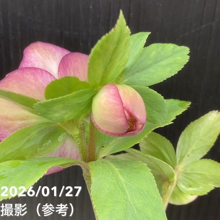 一点物】加藤農園 愛幸花丸姫 クリスマスローズ 毬姫 4.5号（KT62