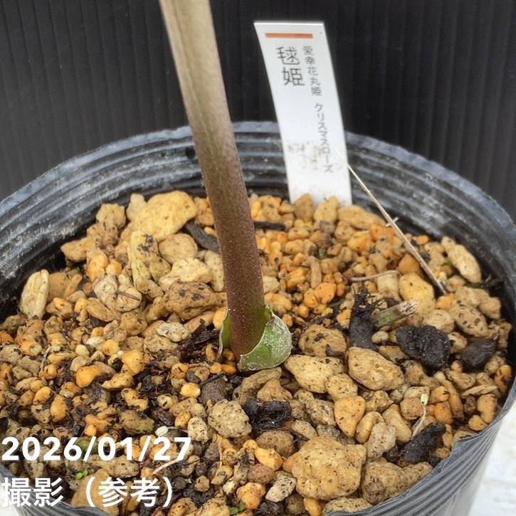 お買い得一点物咲き進み株】加藤農園 愛幸花丸姫 クリスマスローズ 毬