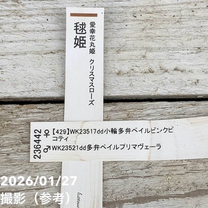 お買い得一点物咲き進み株】加藤農園 愛幸花丸姫 クリスマスローズ 毬