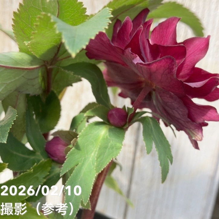 一点物】広瀬園芸 クリスマスローズ 4.5号（HR18）｜山野04-PA | 草花