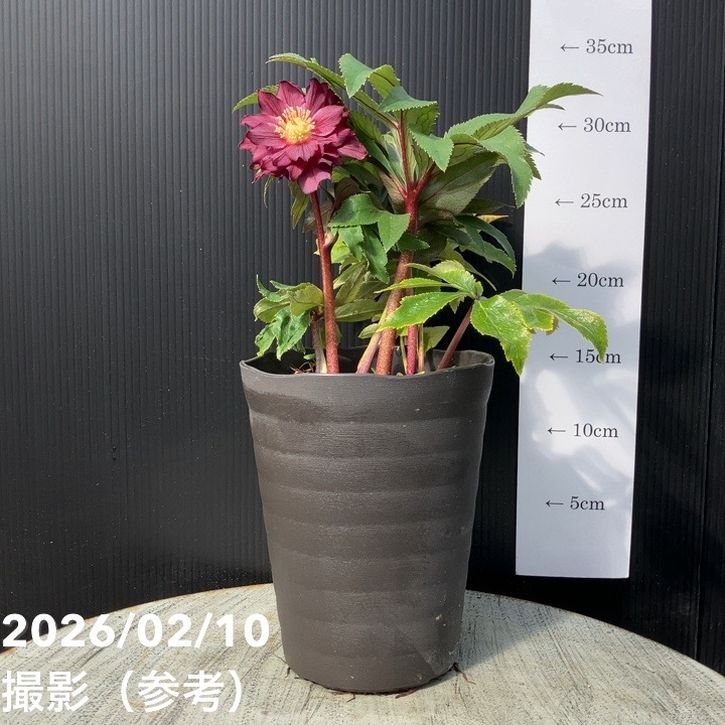 一点物】広瀬園芸 クリスマスローズ 4.5号（HR18）｜山野04-PA | 草花