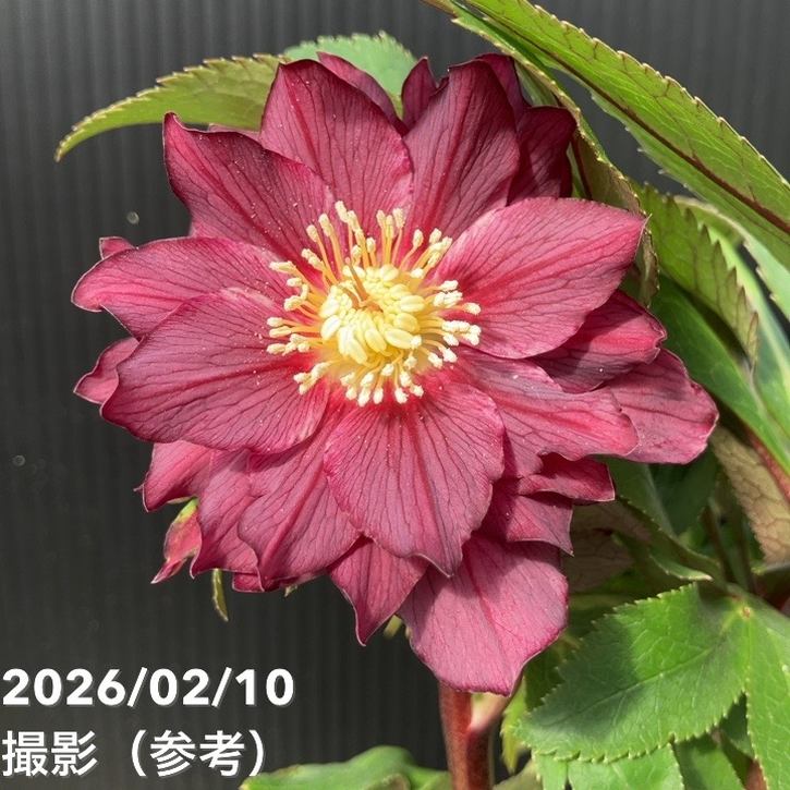 一点物】広瀬園芸 クリスマスローズ 4.5号（HR18）｜山野04-PA | 草花