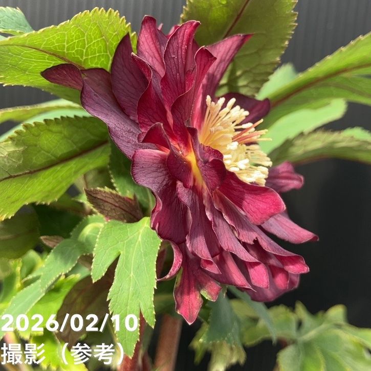 一点物】広瀬園芸 クリスマスローズ 4.5号（HR18）｜山野04-PA | 草花