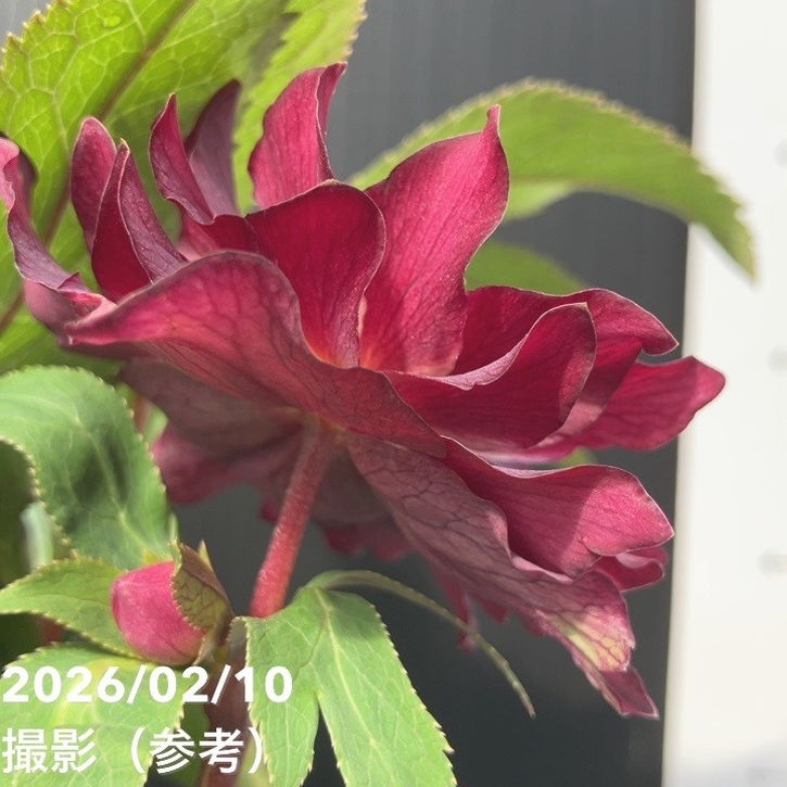 一点物】広瀬園芸 クリスマスローズ 4.5号（HR18）｜山野04-PA | 草花
