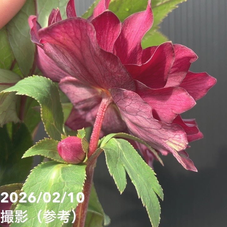 一点物】広瀬園芸 クリスマスローズ 4.5号（HR18）｜山野04-PA | 草花