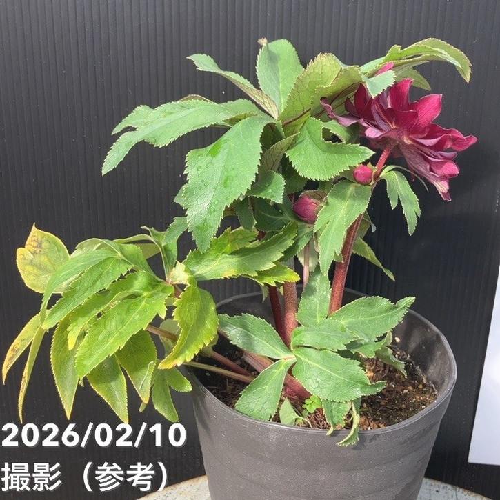 一点物】広瀬園芸 クリスマスローズ 4.5号（HR18）｜山野04-PA | 草花