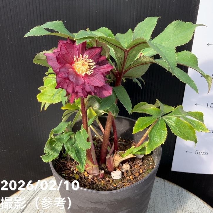 一点物】広瀬園芸 クリスマスローズ 4.5号（HR18）｜山野04-PA | 草花