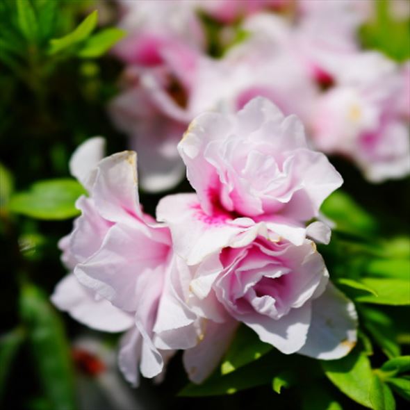 ツツジ 平戸ツツジ ピンク八重 4号×3株セット｜花木10-AK | 花木・庭木