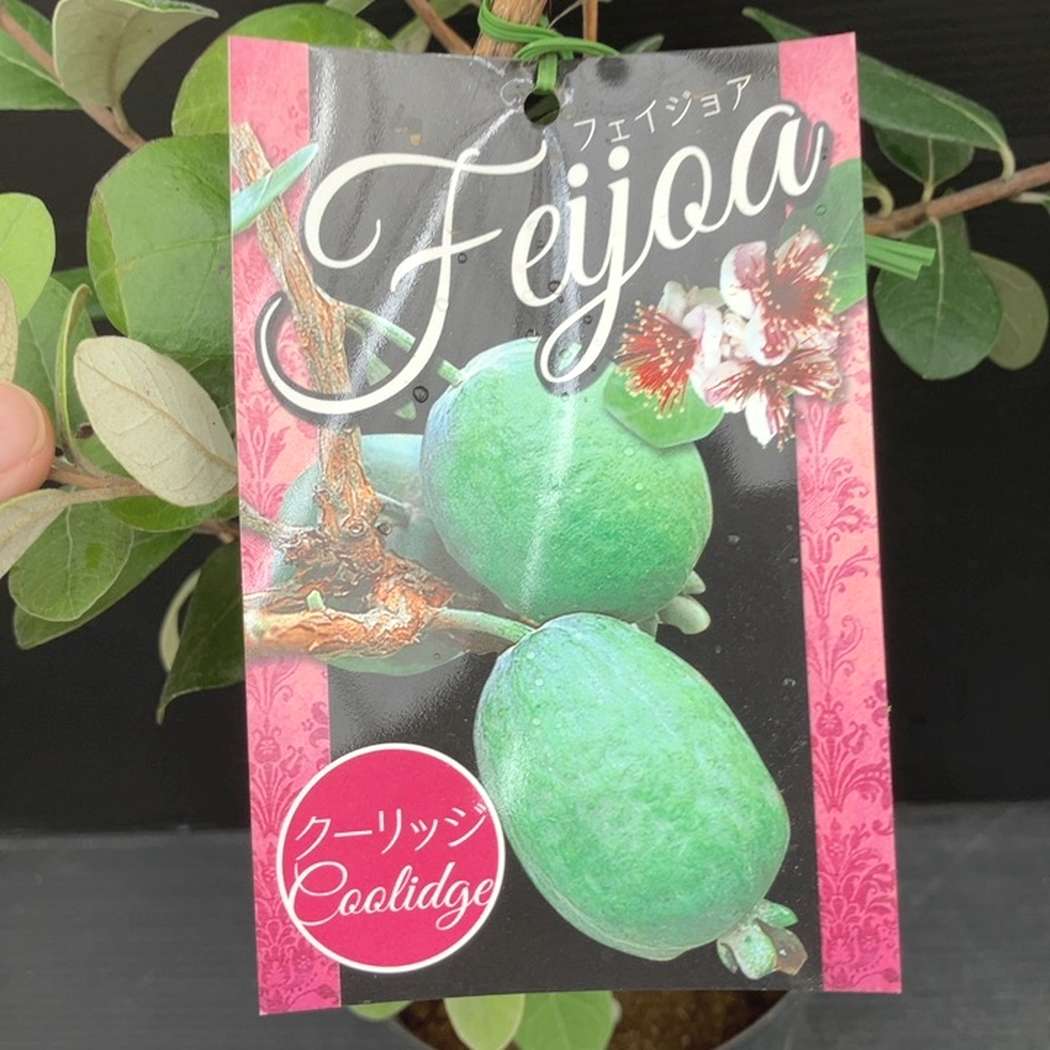 フェイジョア クーリッジ 6号｜果樹10-TU | 果樹 | 赤塚植物園
