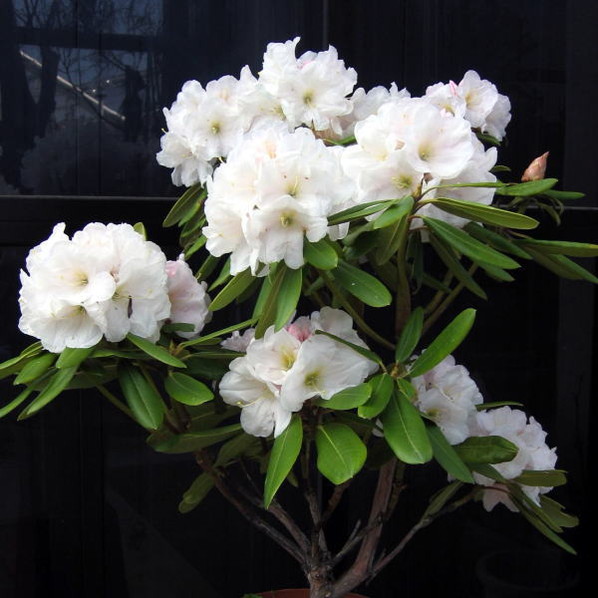 シャクナゲ スーパーローディー 5号 真珠姫｜花木01-D1 | 赤塚植物園