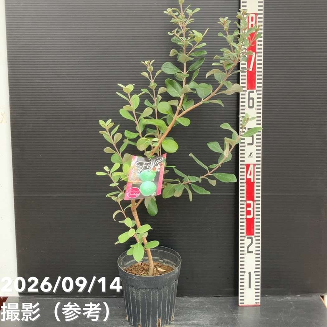 フェイジョア クーリッジ 6号｜果樹10-TU | 果樹 | 赤塚植物園