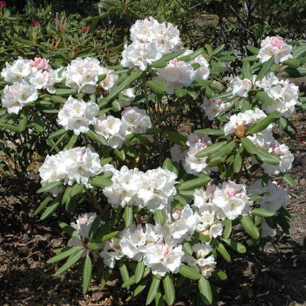 期間限定10％OFF！】シャクナゲ スーパーローディー 5号 真珠姫｜花木