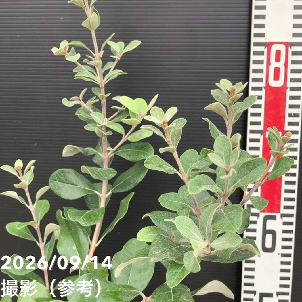 フェイジョア クーリッジ 6号｜果樹10-TU | 果樹 | 赤塚植物園