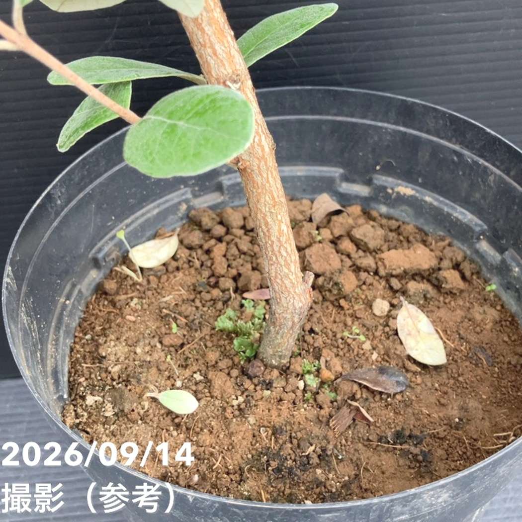 フェイジョア クーリッジ 6号｜果樹10-TU | 果樹 | 赤塚植物園